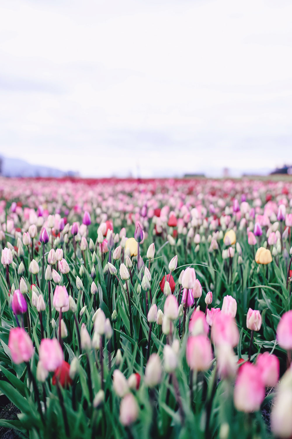 Tulip fields in Vancouver by To Vogue or Bust in an Aritzia silk skirt Aritzia off the shoulder top Joe Fresh panama hat